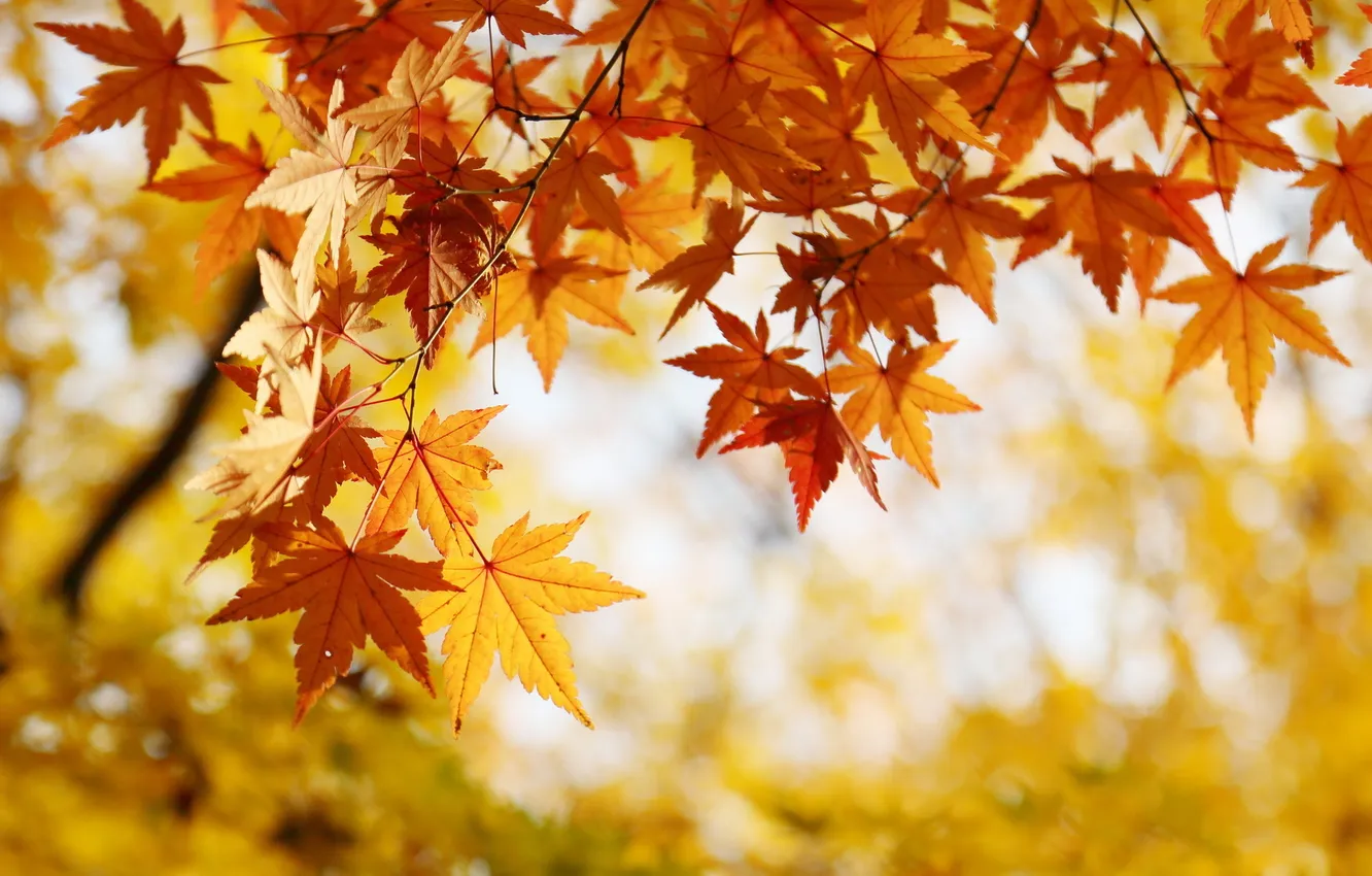 Photo wallpaper autumn, leaves, nature