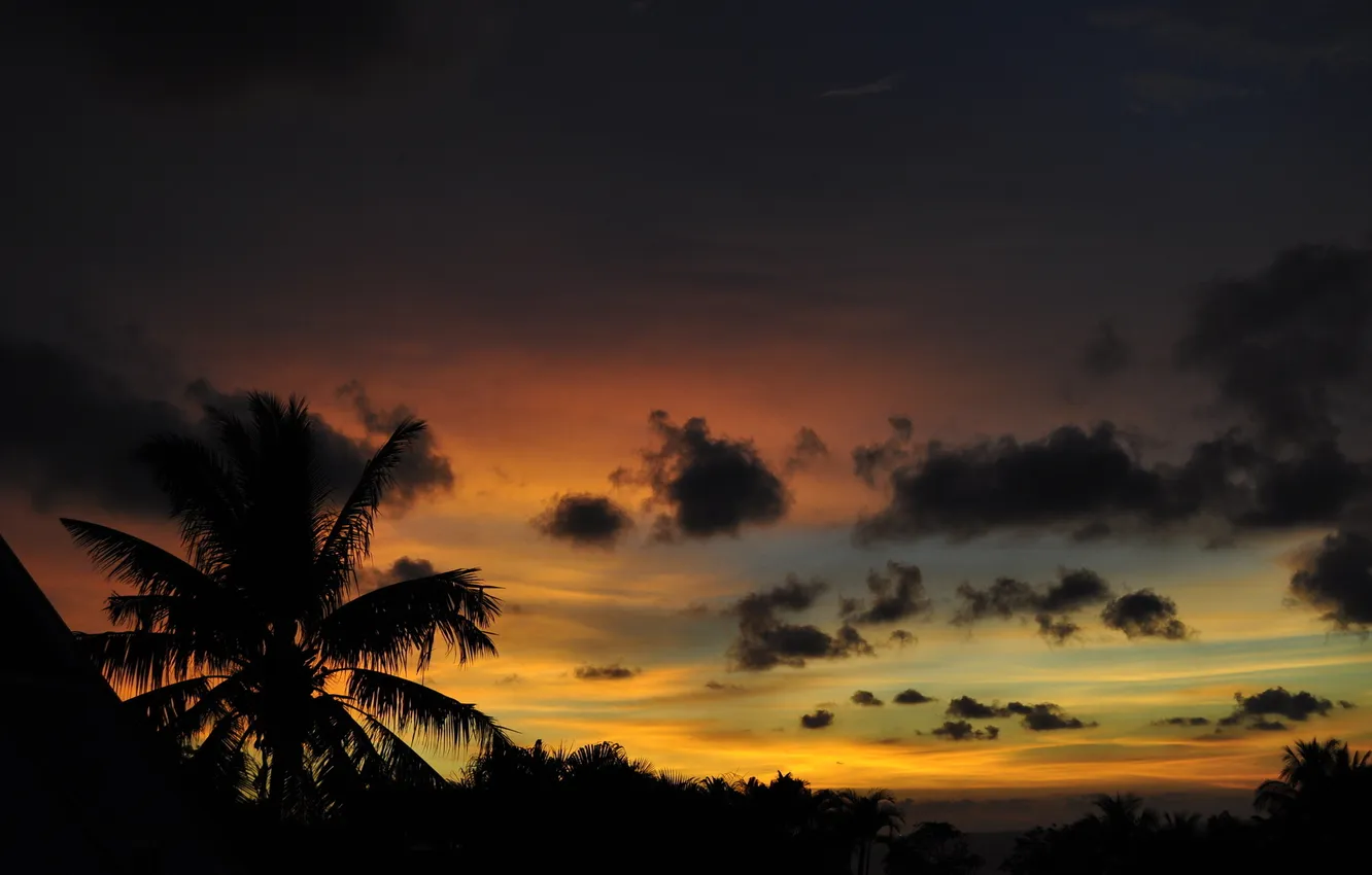 Photo wallpaper sunset, nature, palm trees, the sun, landscape. the evening