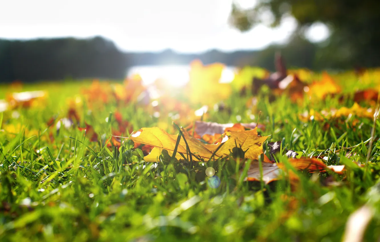 Photo wallpaper greens, autumn, grass, leaves, the sun, blur