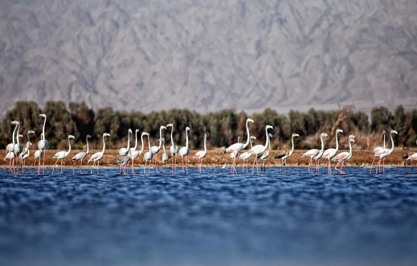 Photo wallpaper sea, water, Flamingo, are