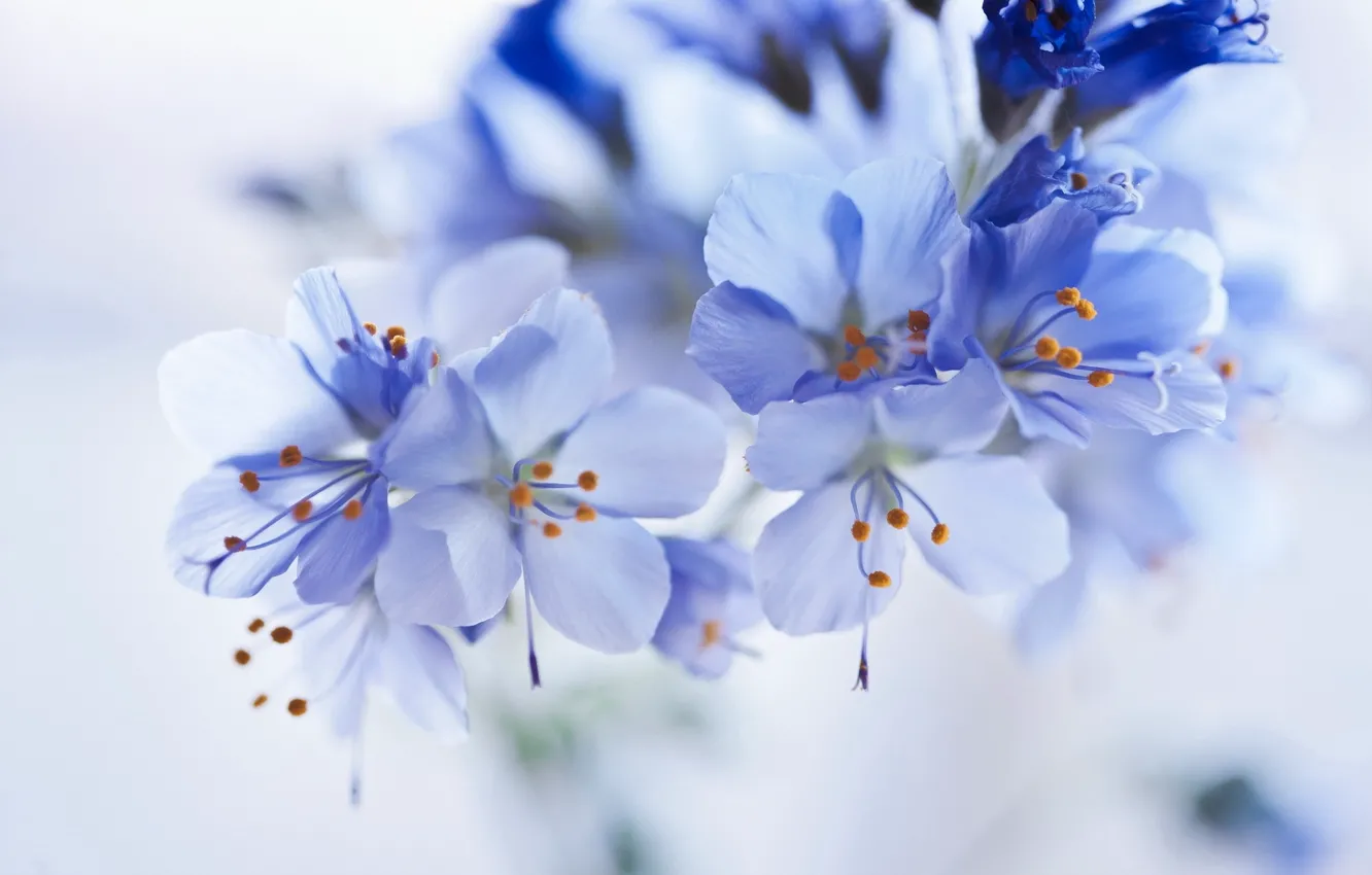 Photo wallpaper flowers, blue, inflorescence