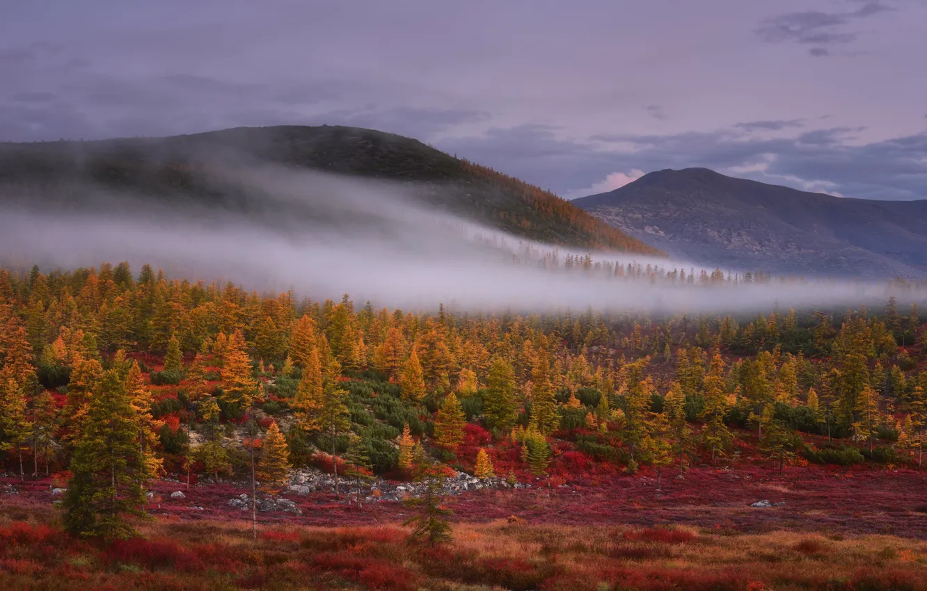 Photo wallpaper autumn, forest, the sky, mountains, fog, hills, slope, haze