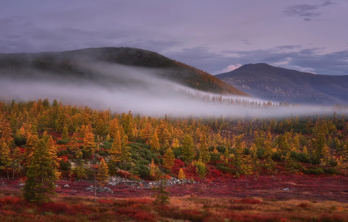 Photo wallpaper autumn, forest, the sky, mountains, fog, hills, the slopes, haze