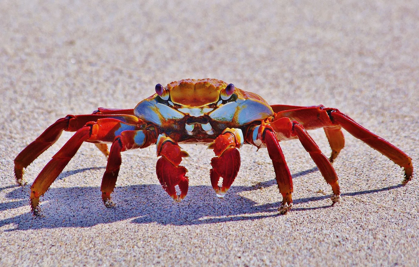 Photo wallpaper sand, crab, Grapsus grapsus
