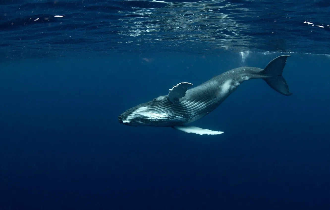 Photo wallpaper light, sea, ocean, nature, life, marine, splash, mammal