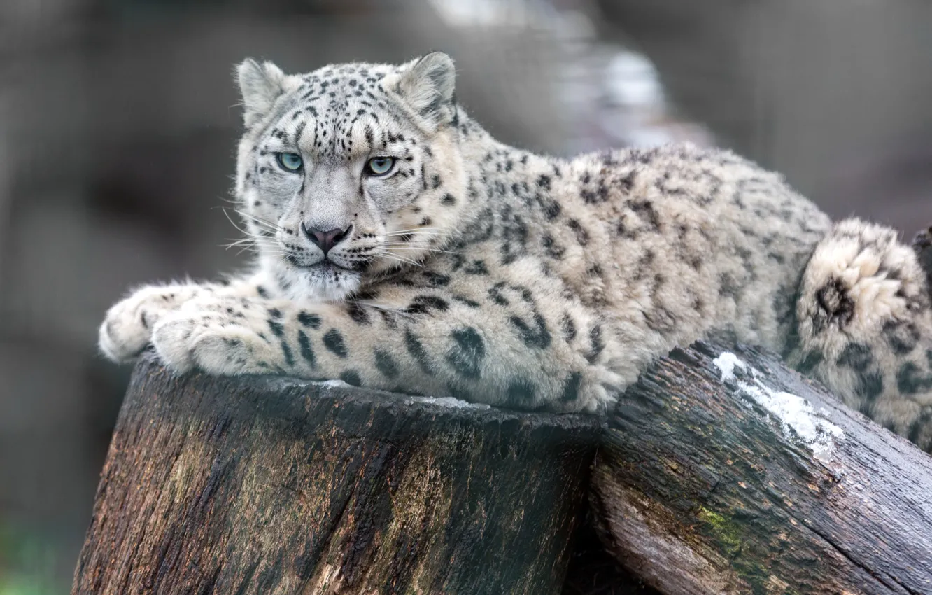 Photo wallpaper predator, lies, snow leopard, resting, logs, bokeh, IRBIS