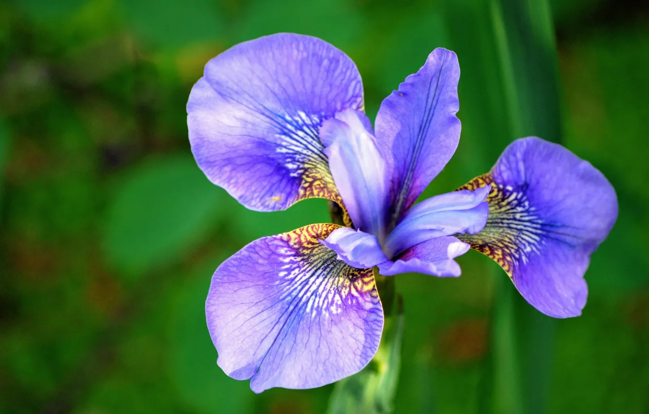 Photo wallpaper macro, petals, iris
