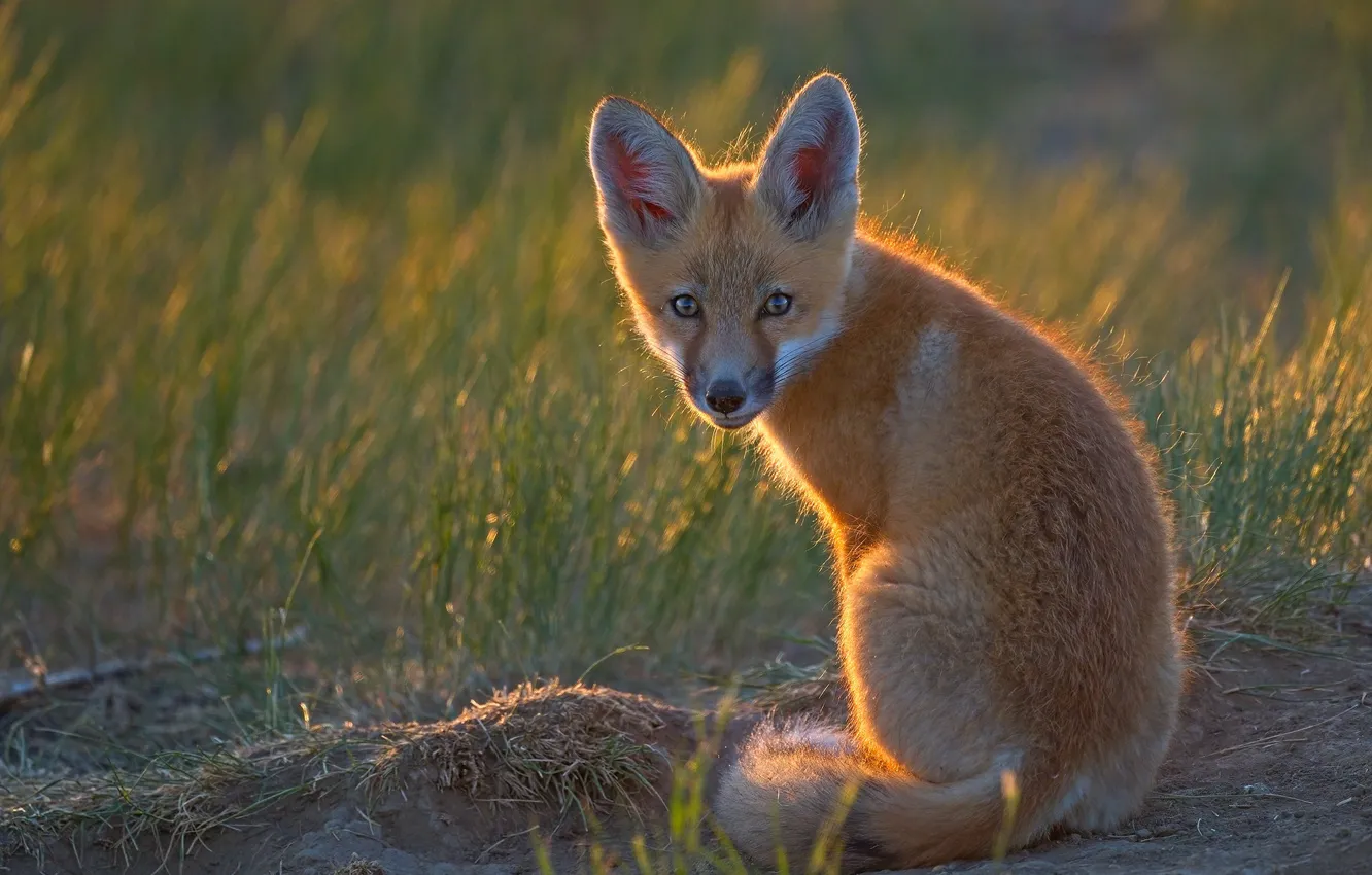 Photo wallpaper look, Fox, red, Fox