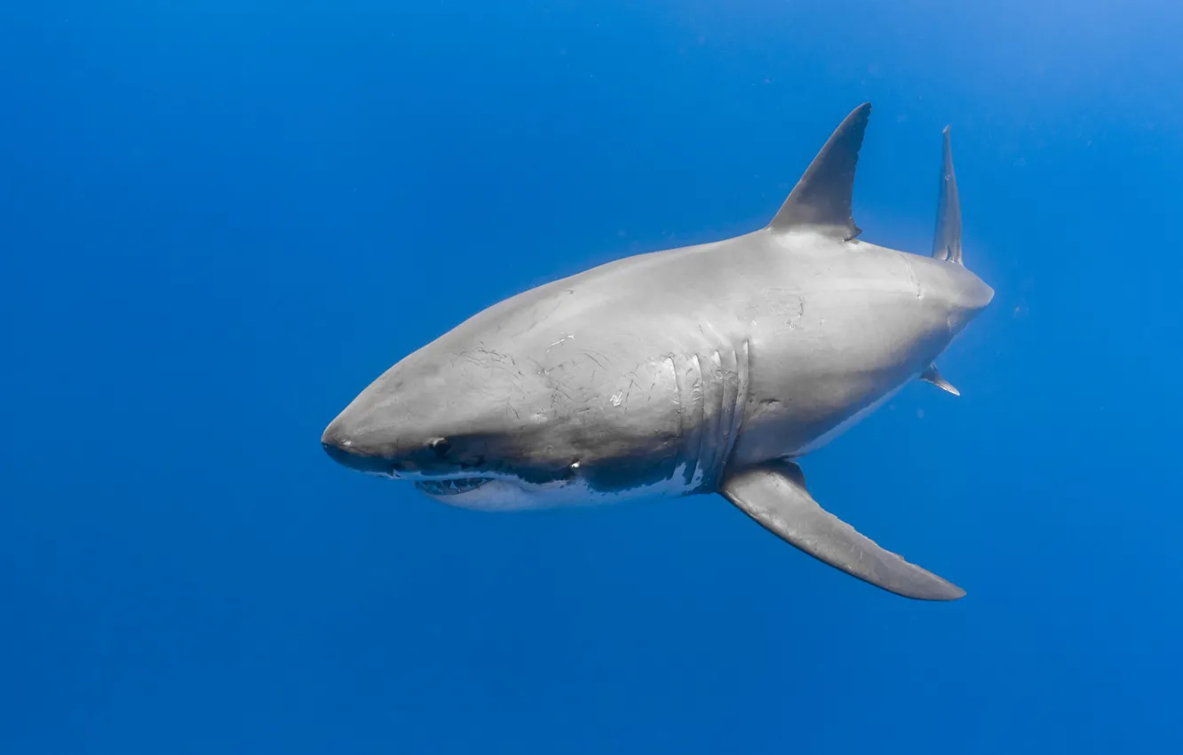Photo wallpaper sea, the ocean, fish, shark