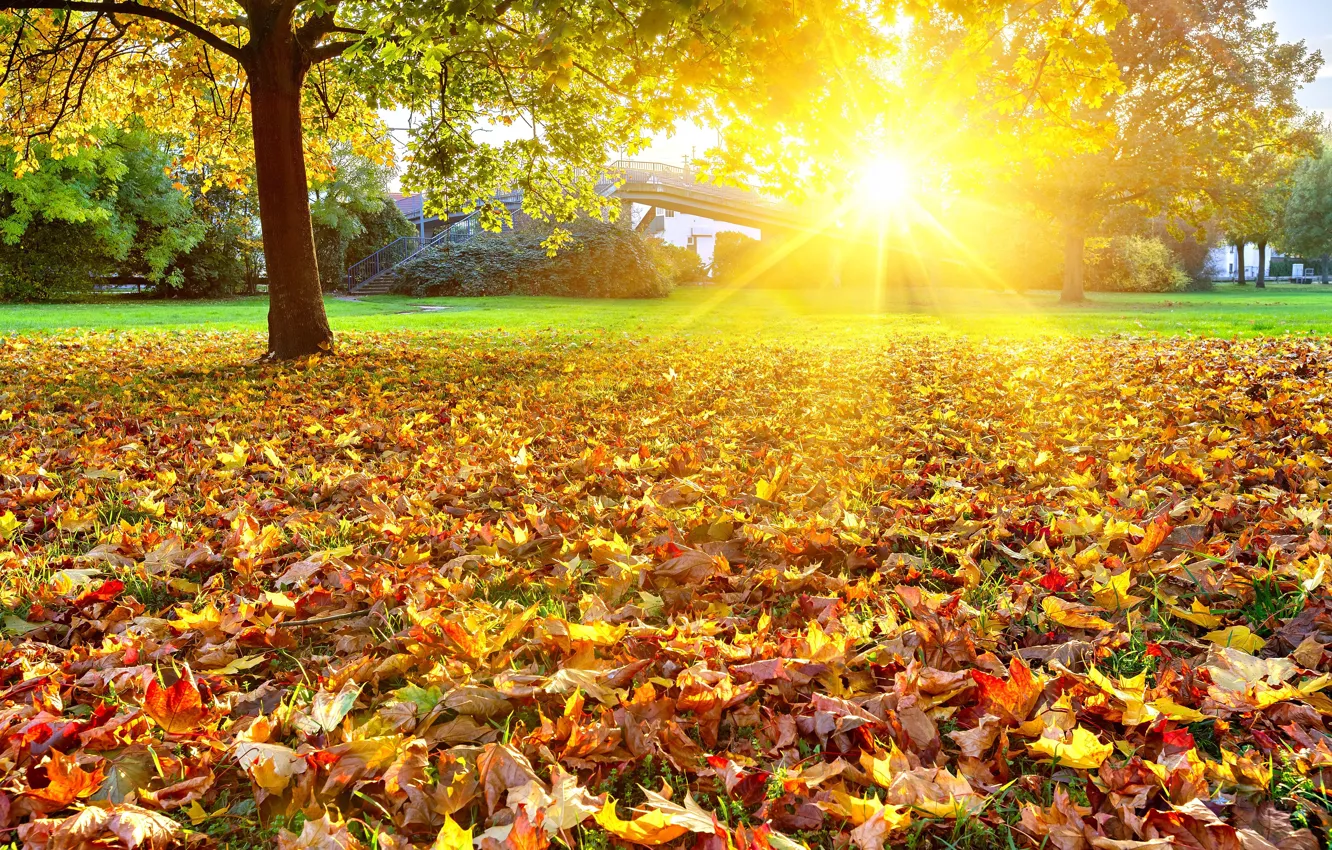Photo wallpaper autumn, leaves, the sun, trees, landscape, nature, bright, gold