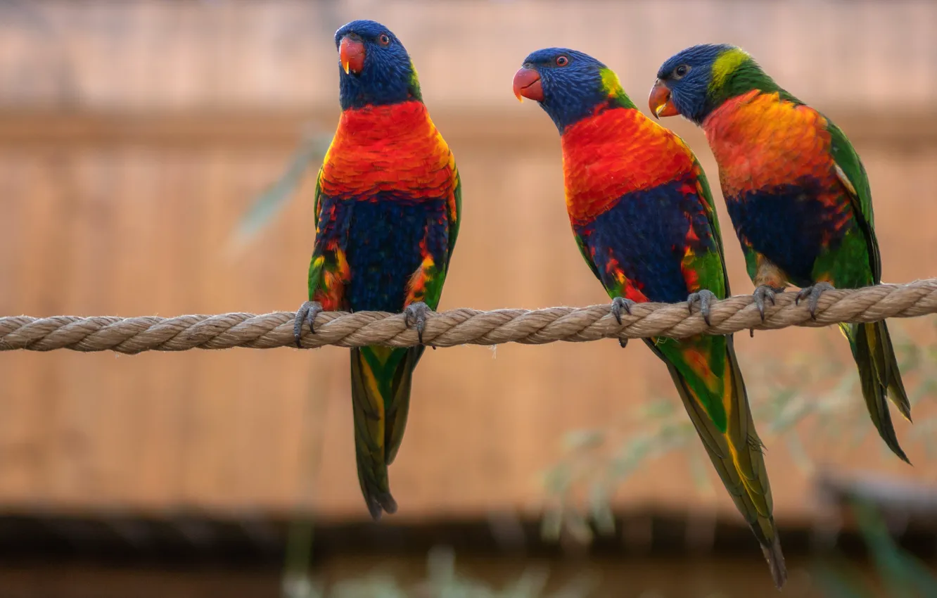 Photo wallpaper birds, background, bright, rope, parrot, rope, three, parrots