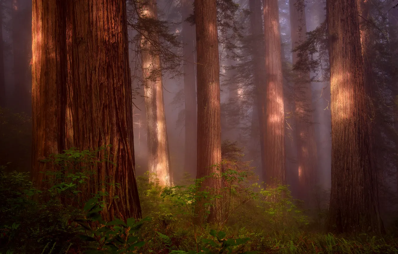 Photo wallpaper forest, nature, haze, USA, Sequoia, Northern California, Redwood Grove