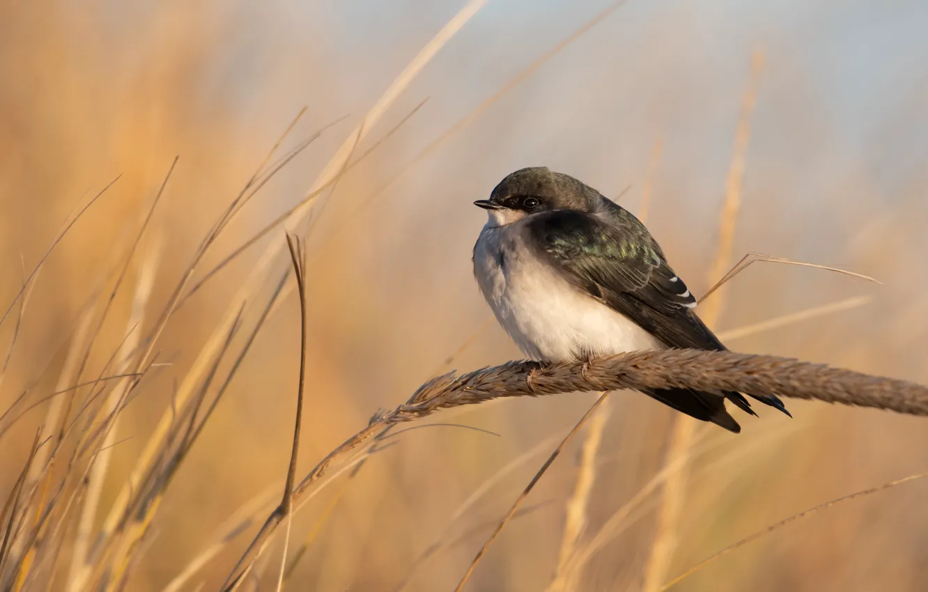 Photo wallpaper nature, background, bird, stem, spikelets, bird, swallow