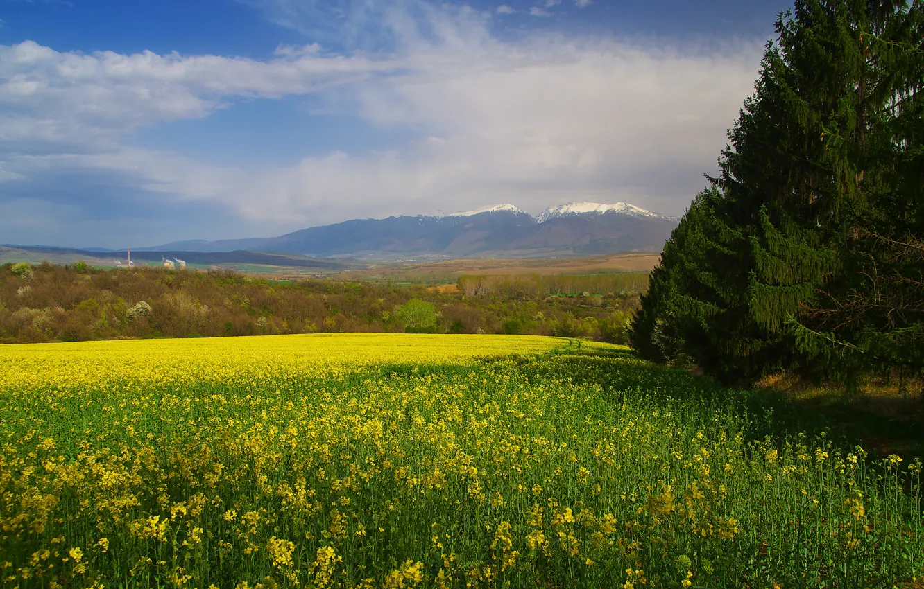 Photo wallpaper clouds, trees, flowers, mountains, yellow, dal, ate, meadow
