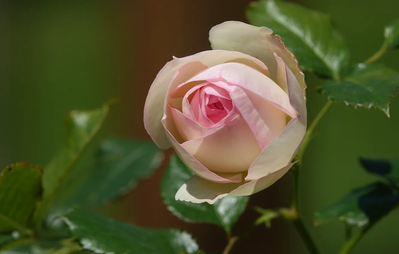 Photo wallpaper roses, buds, pink petals
