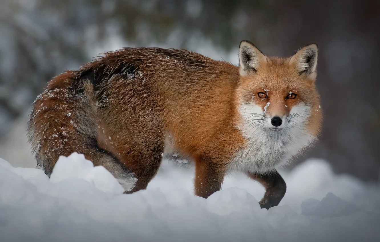 Photo wallpaper winter, look, face, snow, pose, paws, Fox, the snow