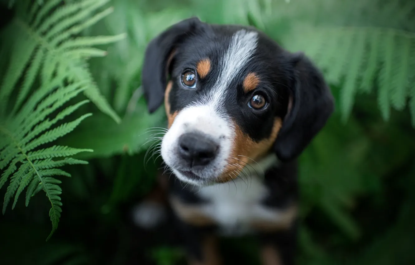 Photo wallpaper summer, eyes, look, black, portrait, dog, muzzle, puppy