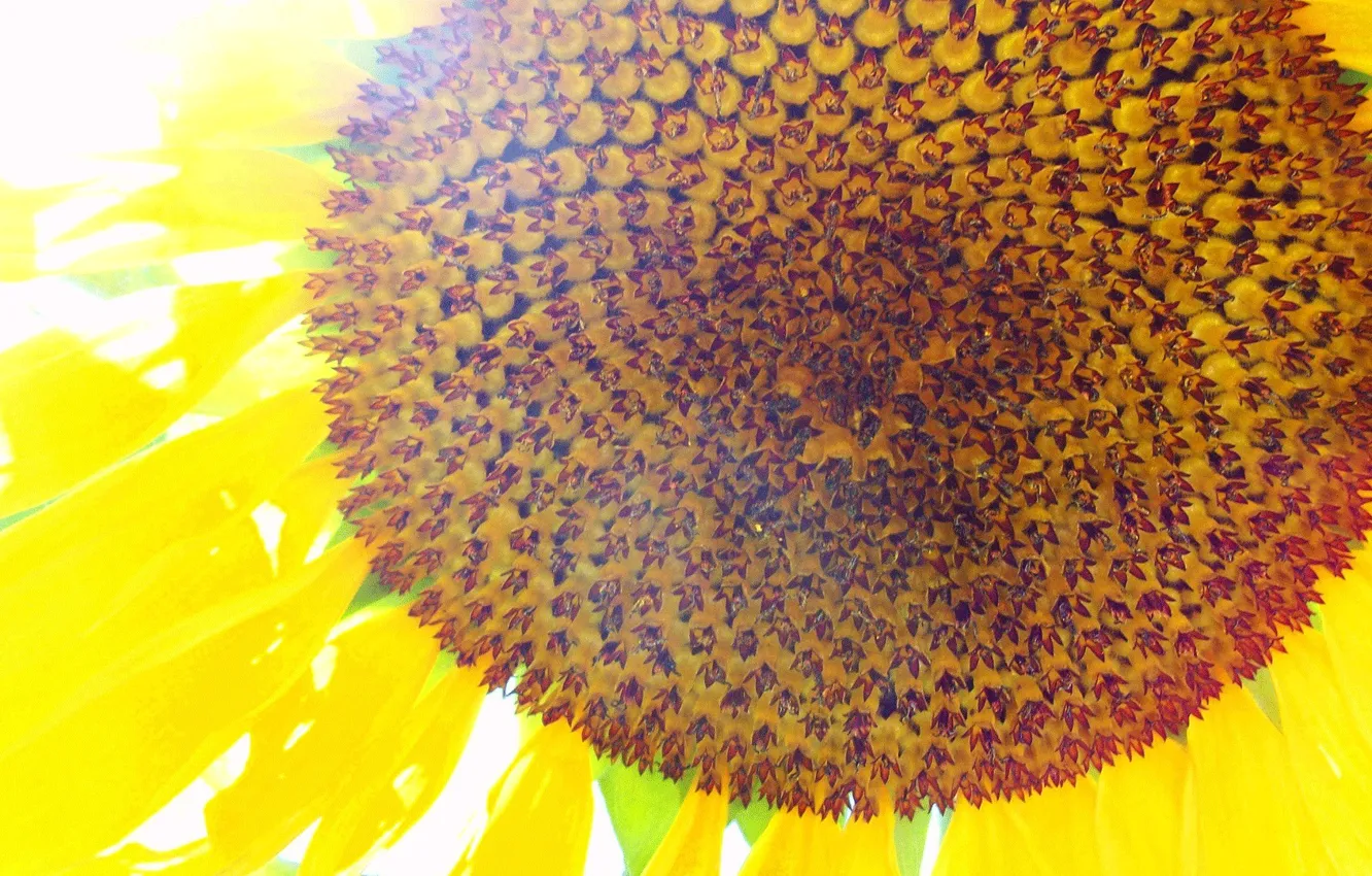 Photo wallpaper the sun, sunflowers, background, cover