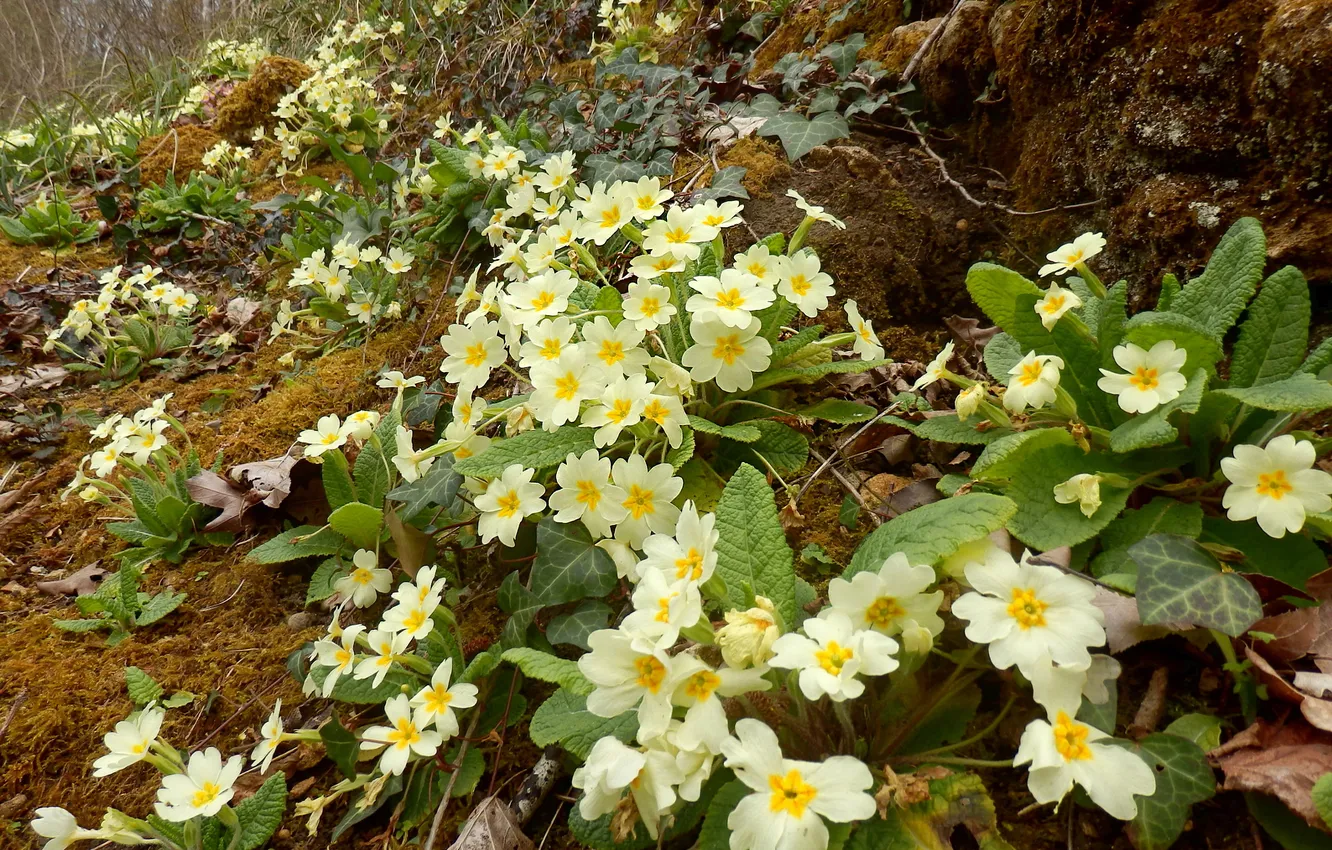 Photo wallpaper flowers, glade, spring, white, Primula