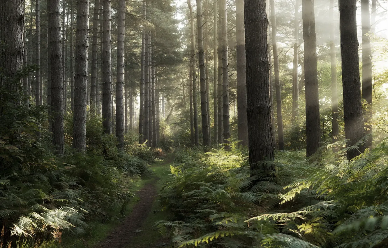Photo wallpaper forest, morning, track