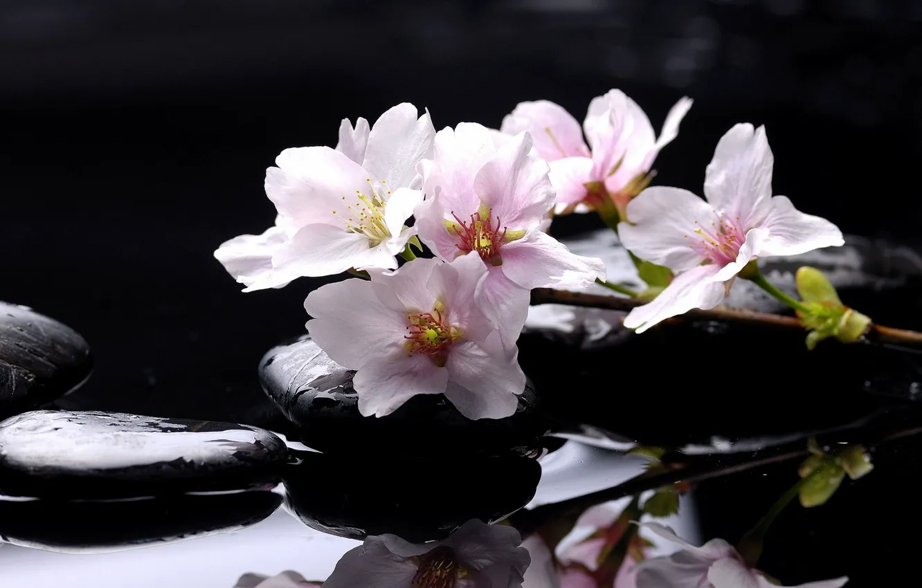Photo wallpaper water, drops, macro, branches, cherry, reflection, stones, Sakura
