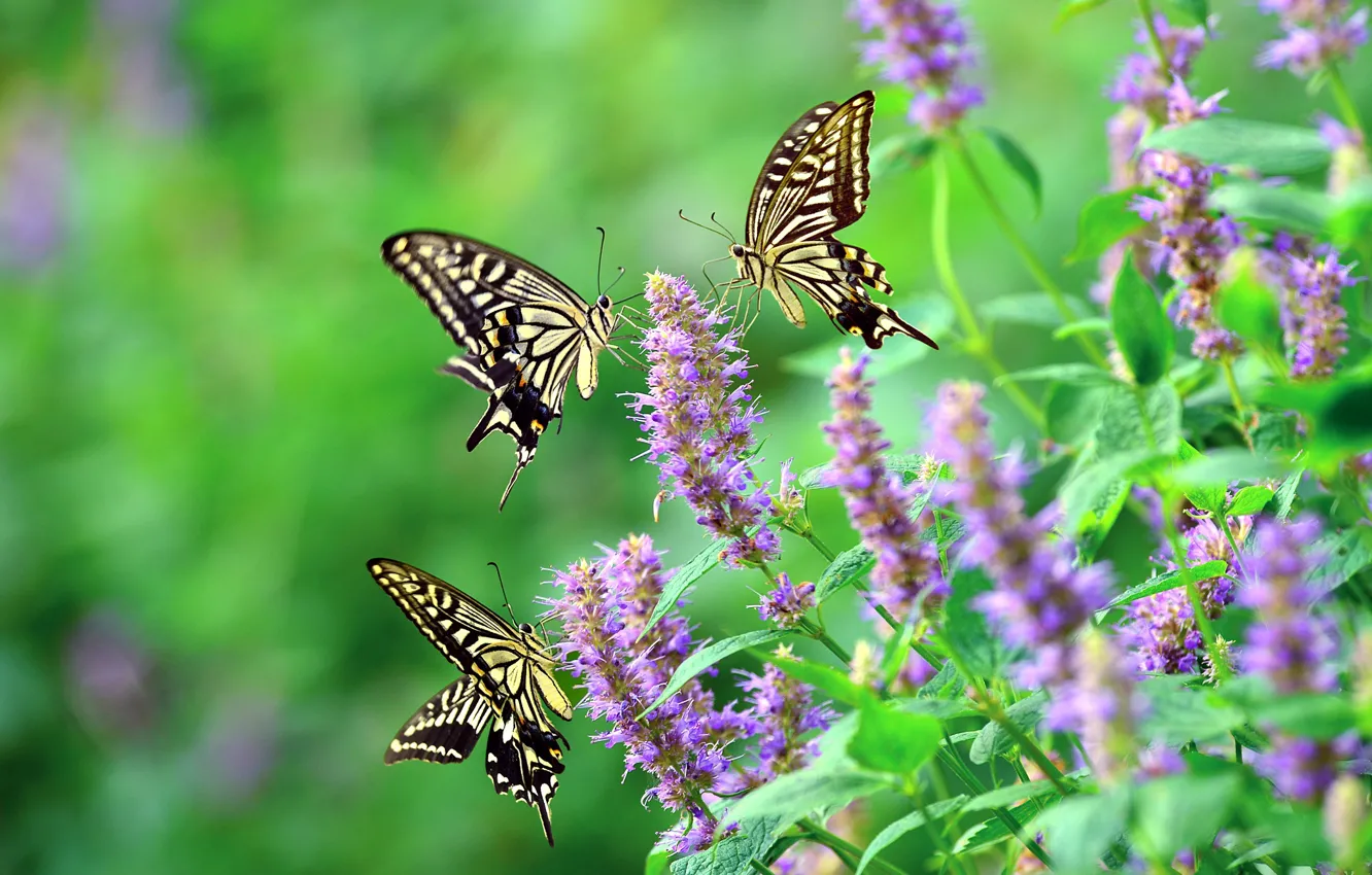 Photo wallpaper flowers, butterfly, Sailboat xut