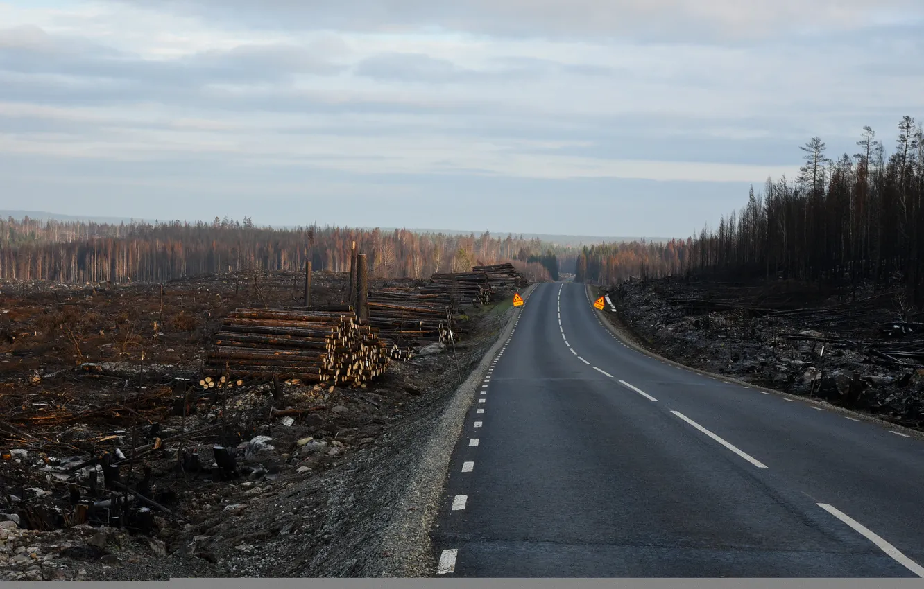 Photo wallpaper road, forest, wood
