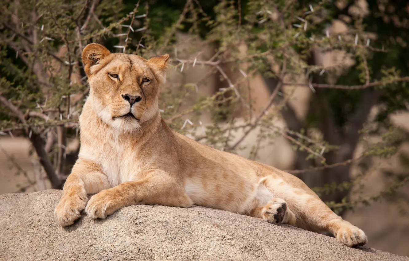 Photo wallpaper cat, stones, stay, lioness