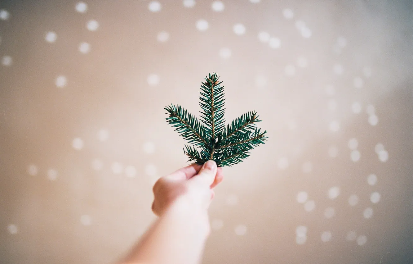Photo wallpaper needles, branches, hands, fingers