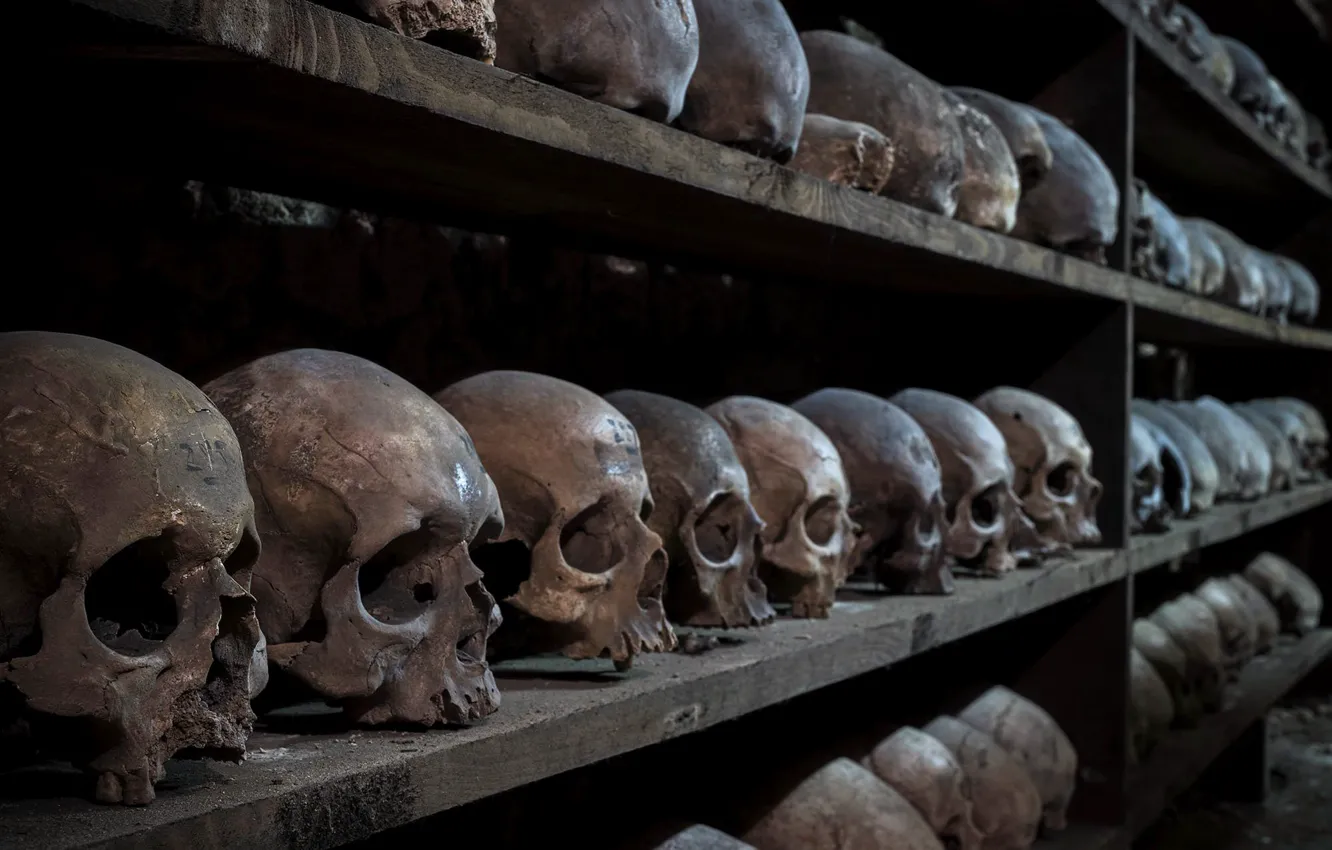 Photo wallpaper skull, composition, shelves