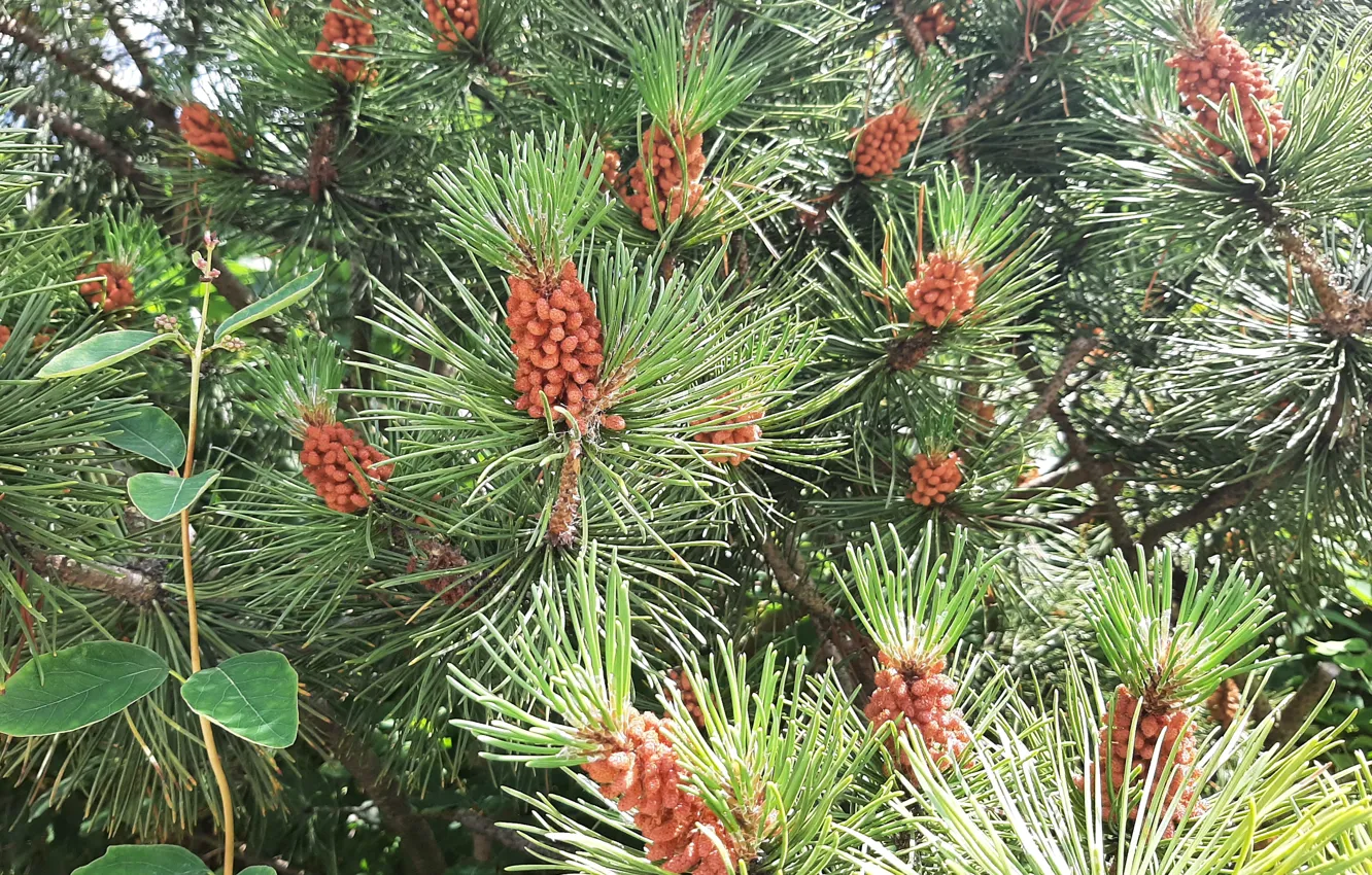 Photo wallpaper Choinka, fruit, Cones