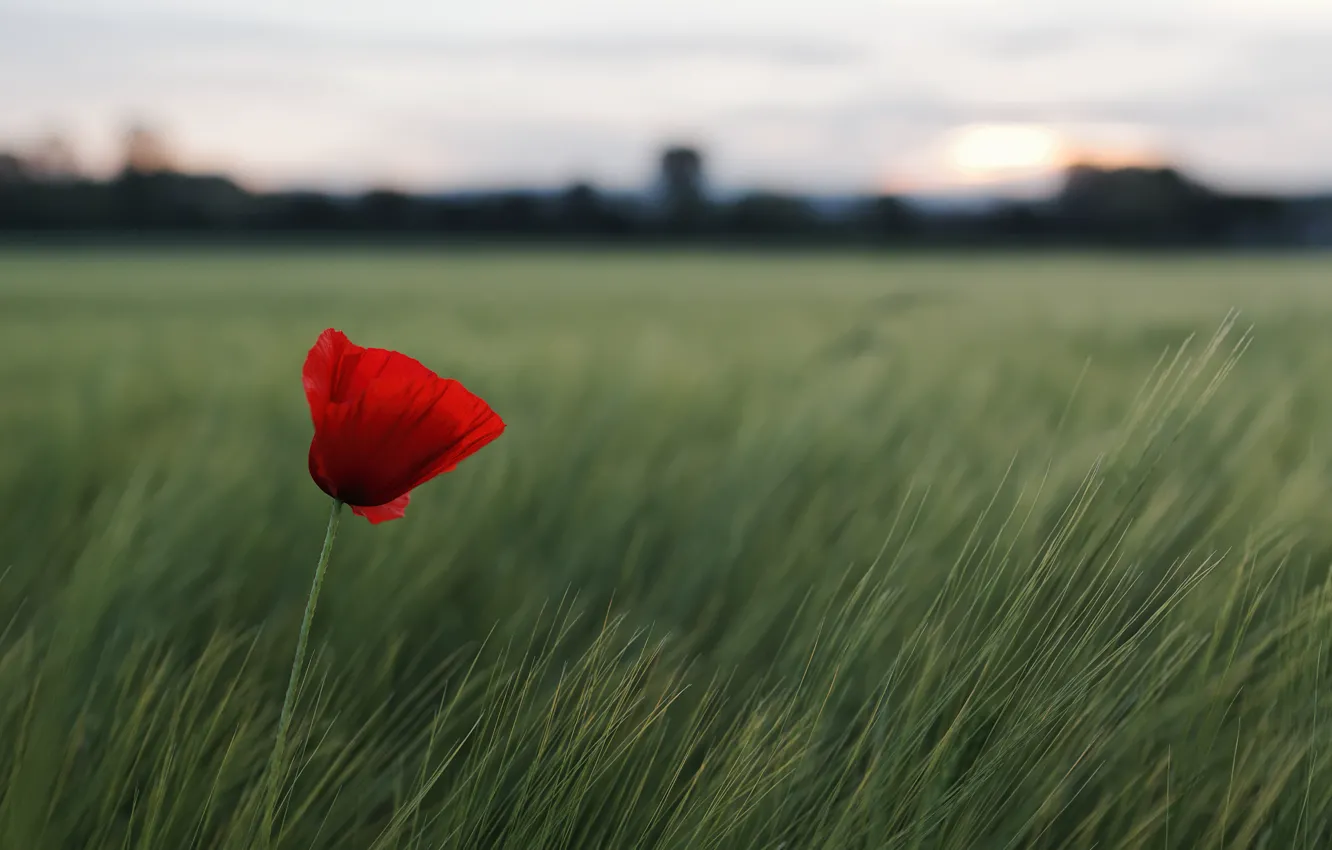 Photo wallpaper field, flower, grass, red, nature