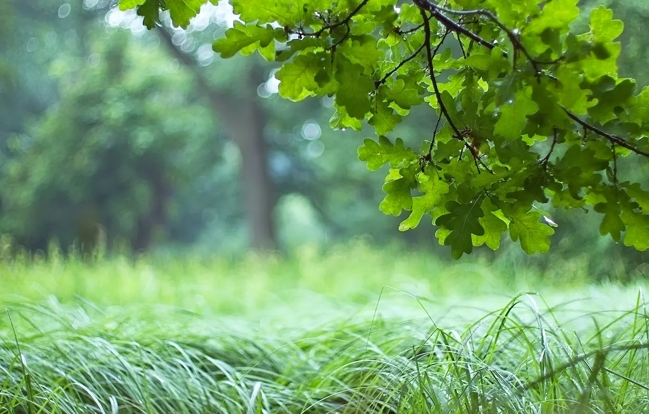 Photo wallpaper forest, grass, leaves, green, tree, branch, oak