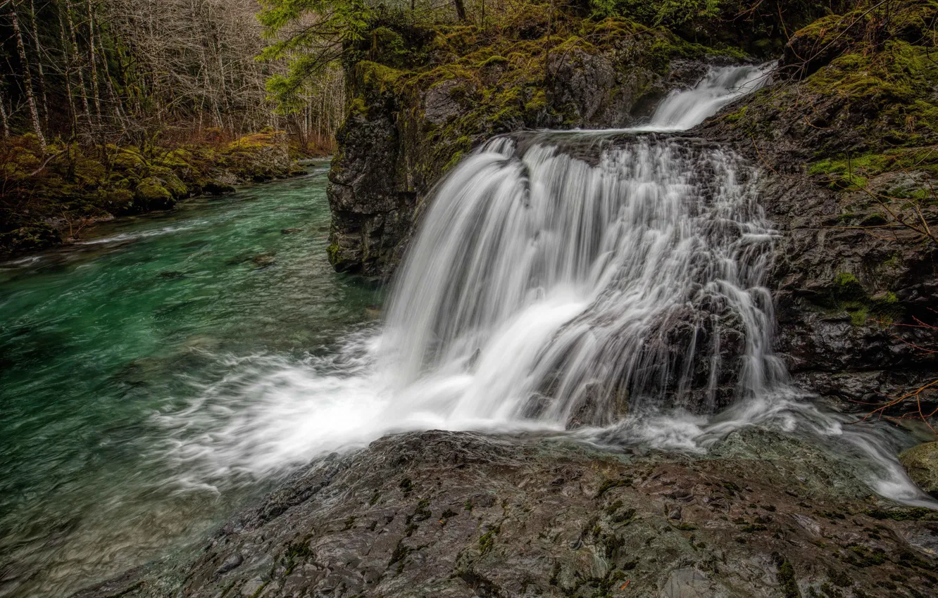 Photo wallpaper forest, trees, river, stones, waterfall, moss, Gordon River