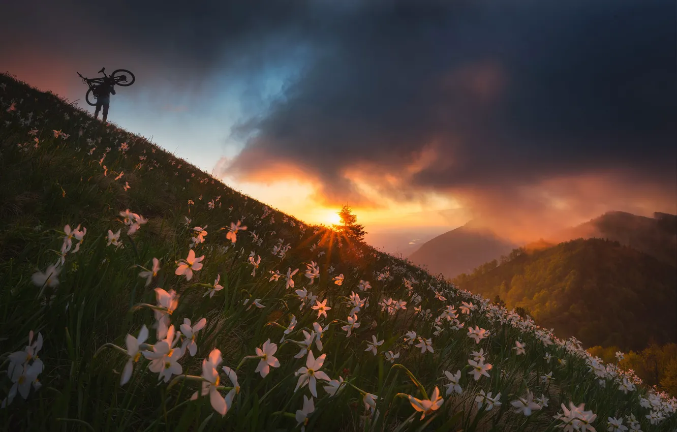 Photo wallpaper forest, flowers, mountains, cyclist