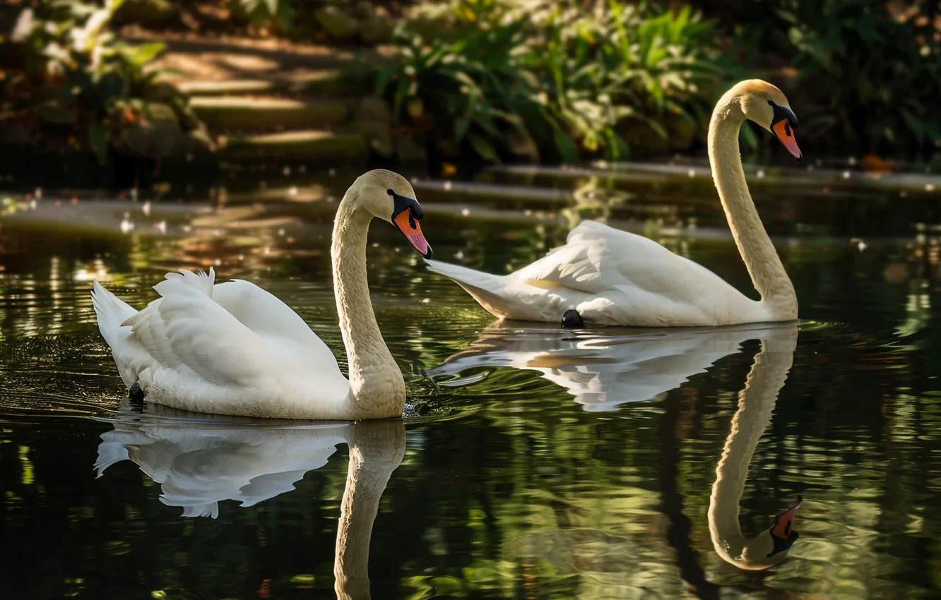 Photo wallpaper light, lake, reflection, bird, shore, pair, white, swans
