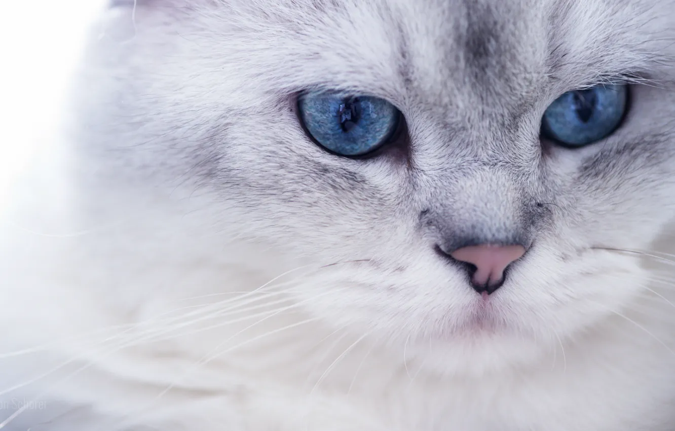 Photo wallpaper white, eyes, look, Cat, blue, muzzle, pussy