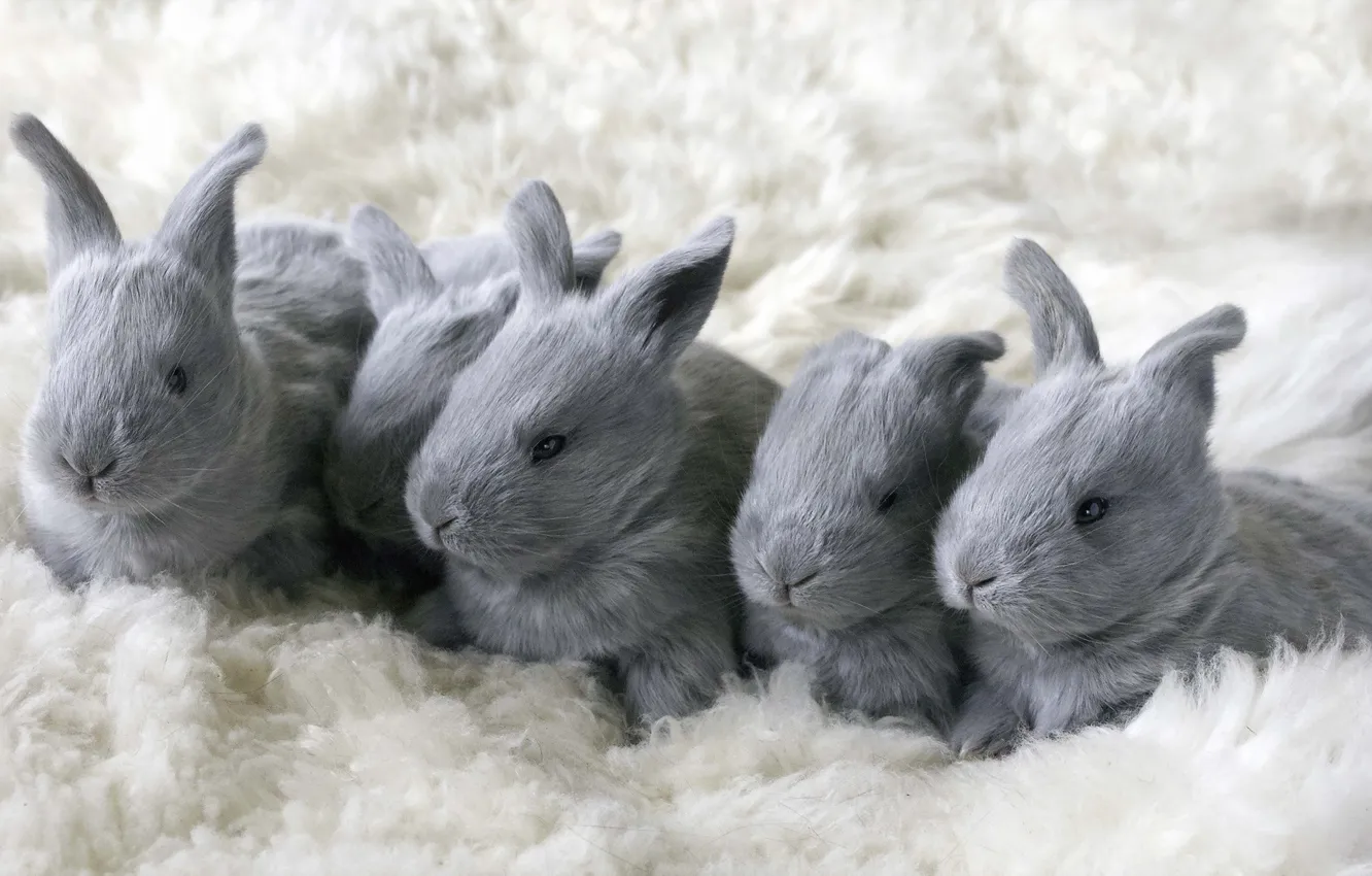 Photo wallpaper comfort, house, rabbits