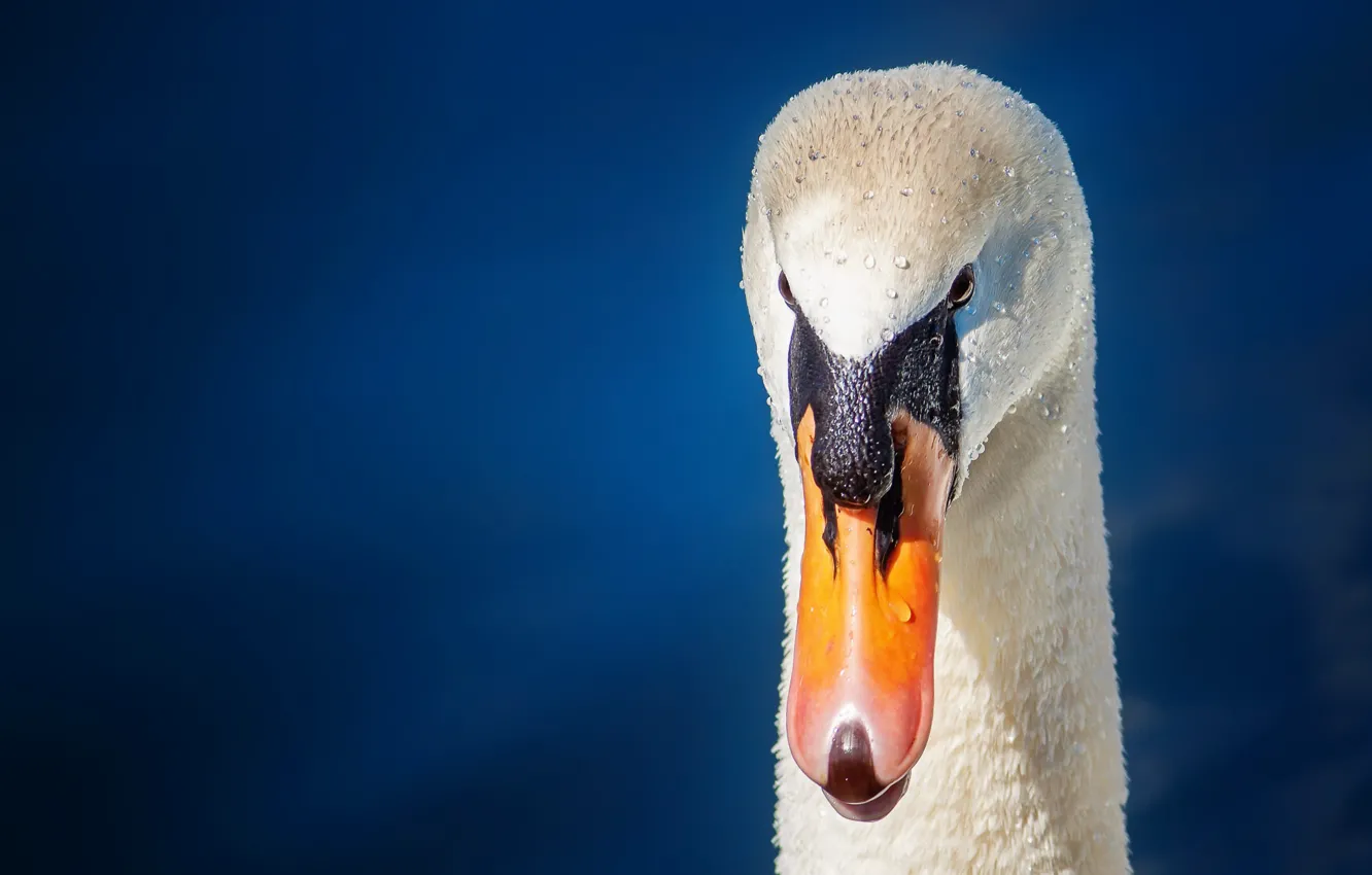 Photo wallpaper nature, bird, swans