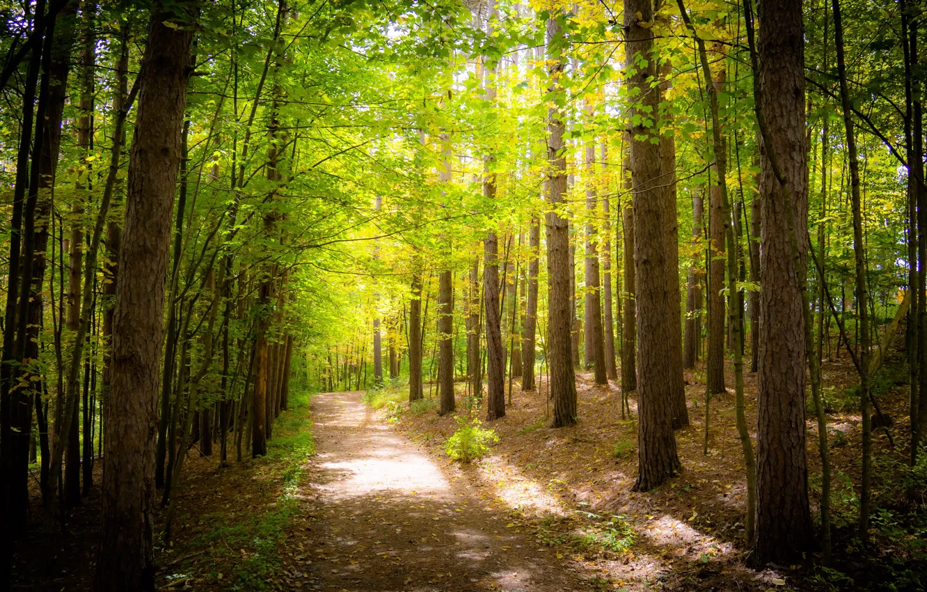 Photo wallpaper greens, forest, trees, foliage, track, Sunny, path
