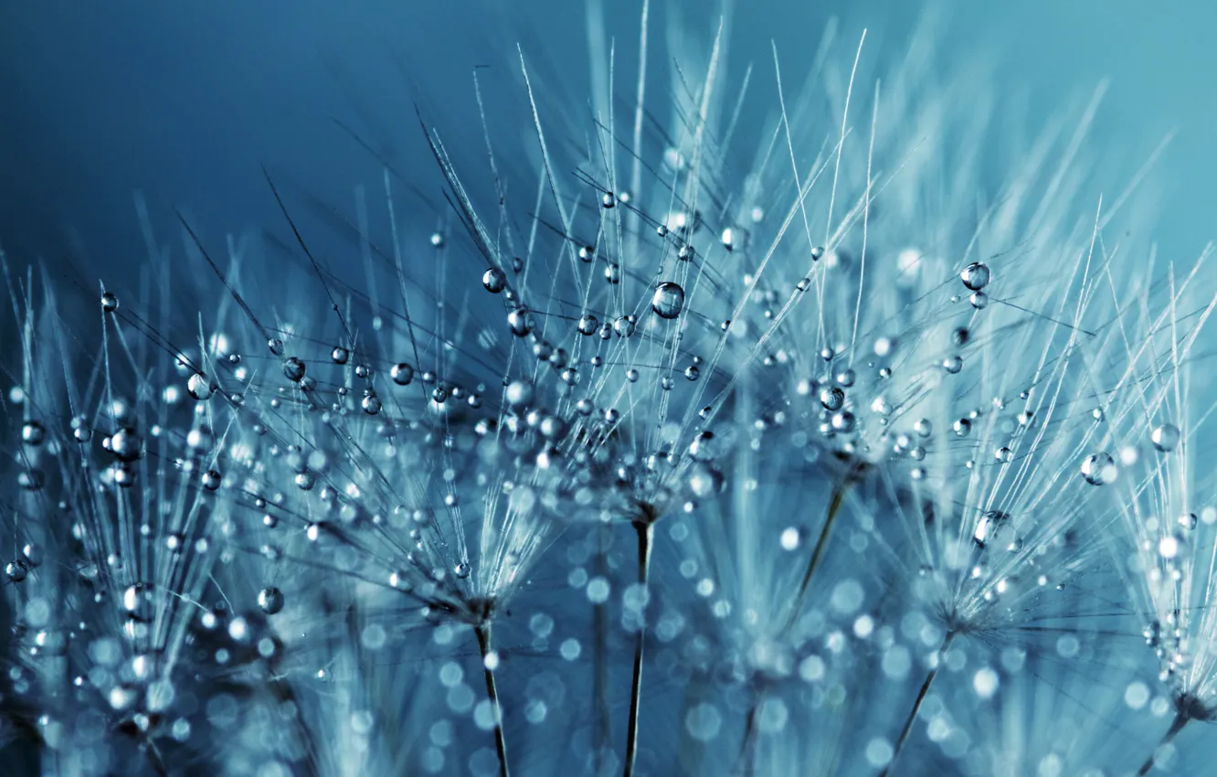 Photo wallpaper drops, macro, fuzzes