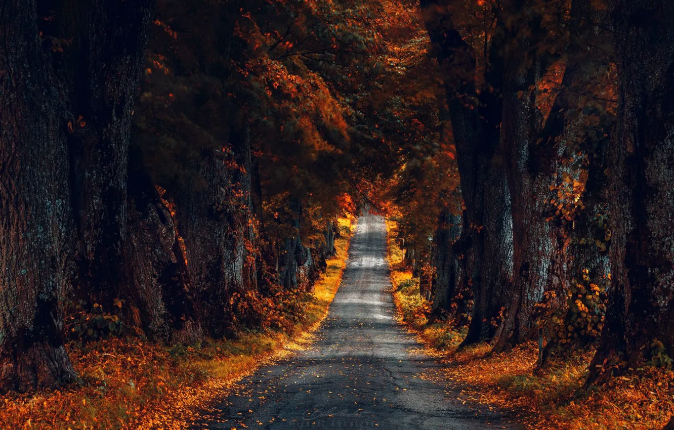 Photo wallpaper road, autumn, trees, large