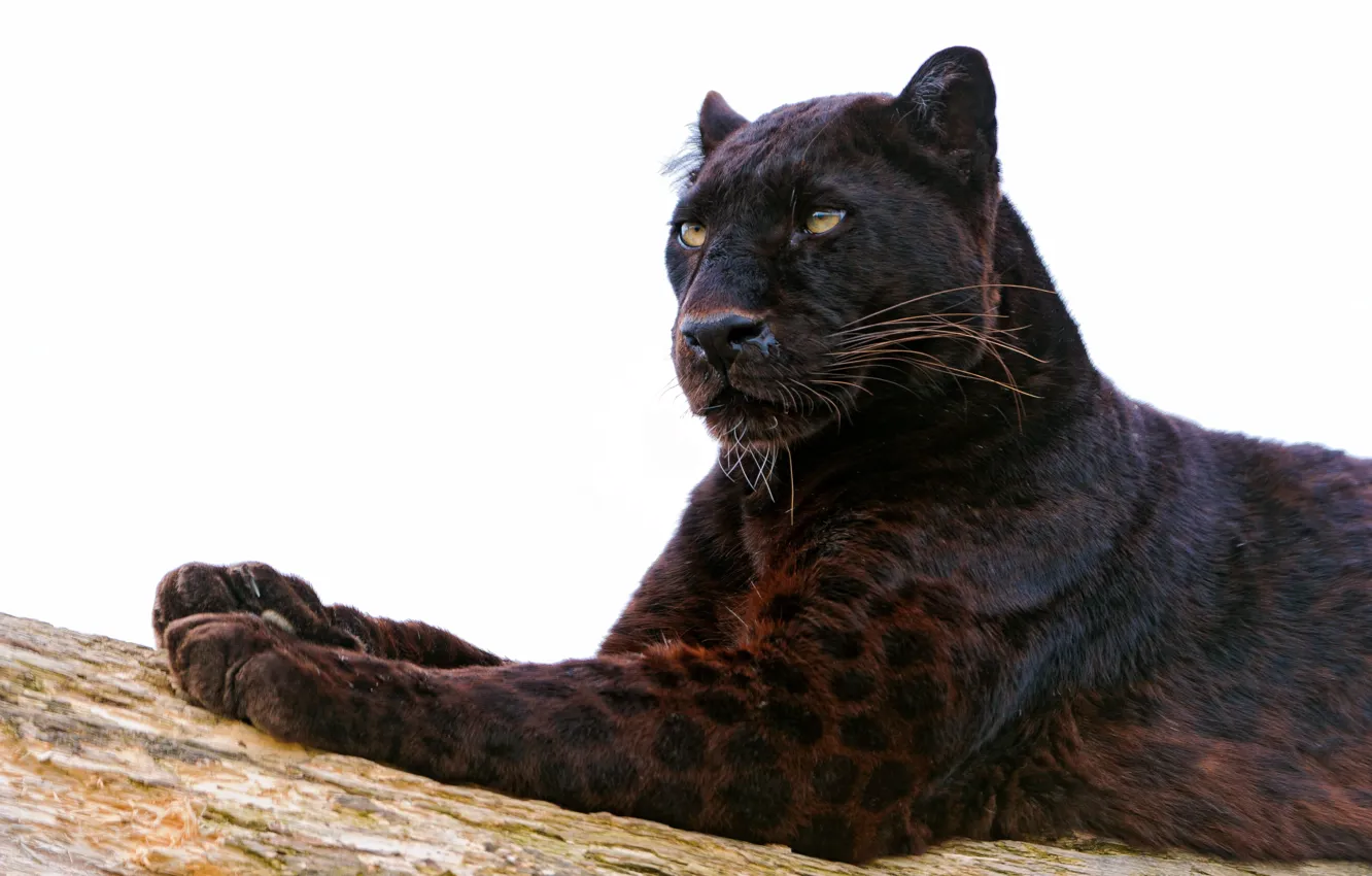 Photo wallpaper cat, look, face, predator, paws, Panther, color