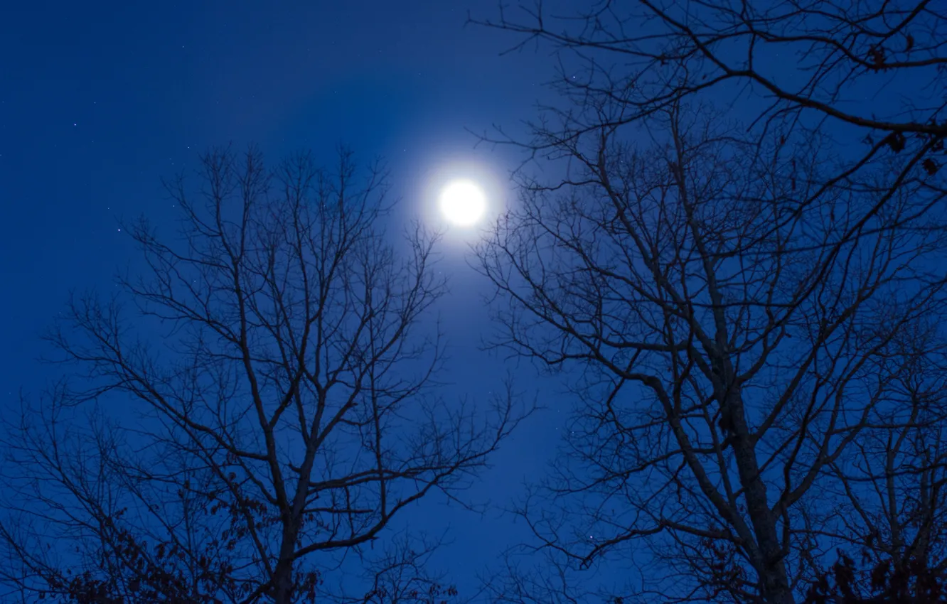 Photo wallpaper the sky, stars, trees, night, nature, the moon, the full moon