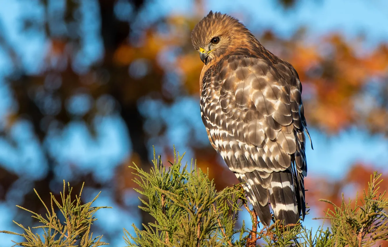 Photo wallpaper autumn, branches, bird, needles, hawk, predatory, bokeh, Buzzard