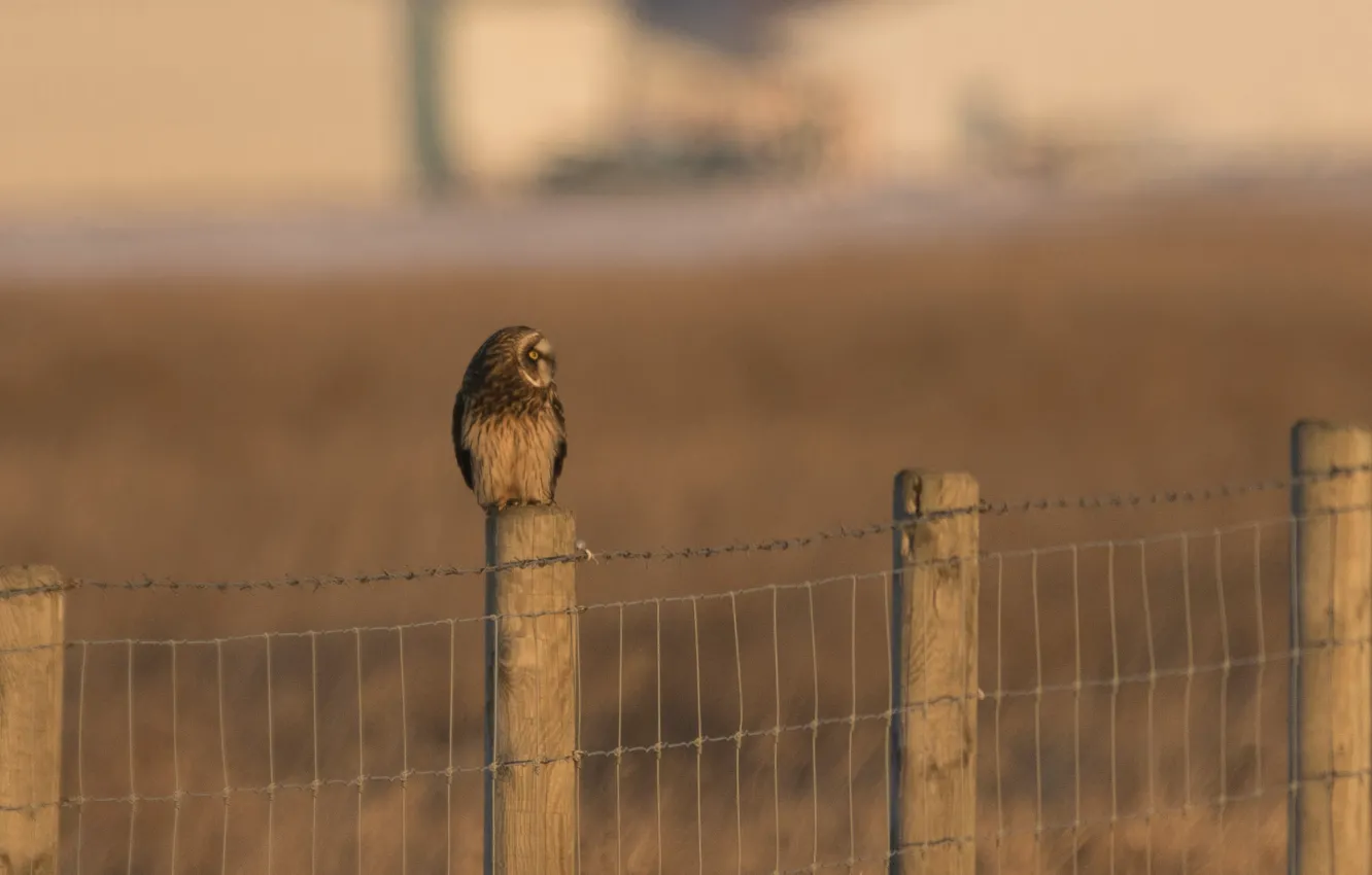 Photo wallpaper bird, the fence, predator, fence, profile, Short-eared owl, Asio flammeus, Short Eared Owl