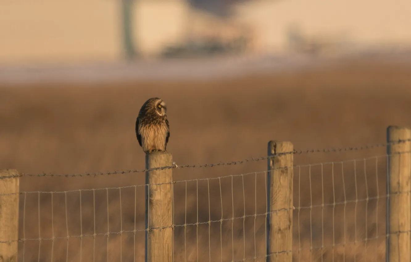 Photo wallpaper bird, the fence, predator, fence, profile, Short eared owl, Asio flammeus, short-eared owl