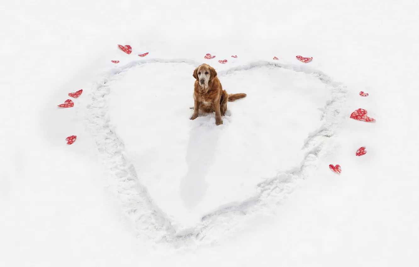 Photo wallpaper winter, heart, dog