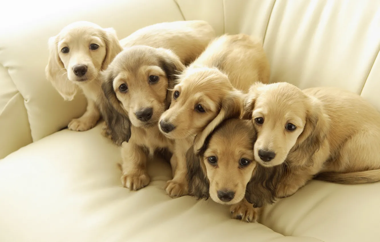 Photo wallpaper dogs, puppies, friends