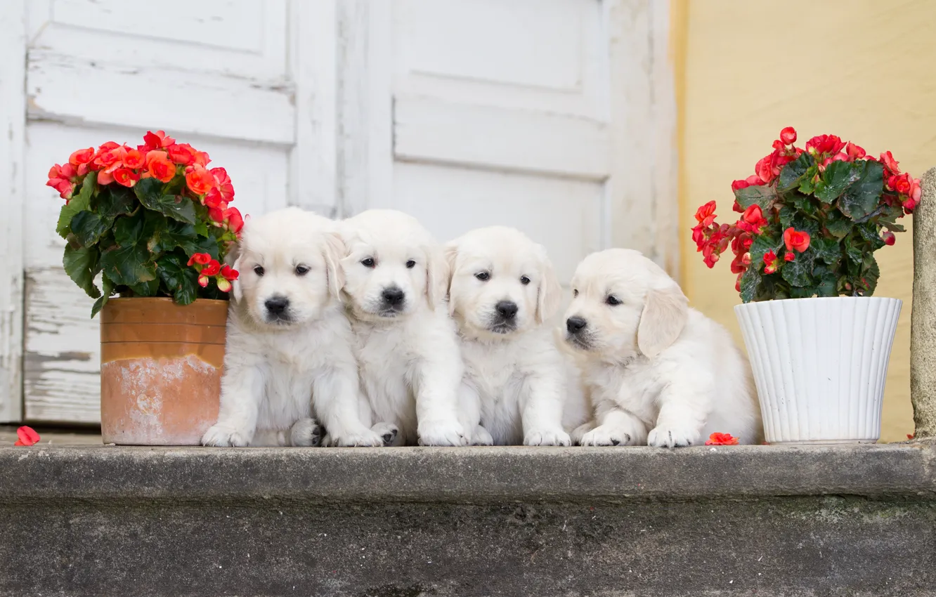 Photo wallpaper dogs, flowers, puppies, Quartet, begonia